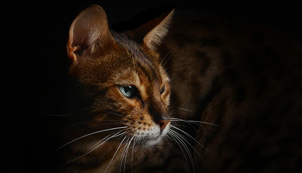 Exotic Elegance From Award-Winning Bloodlines